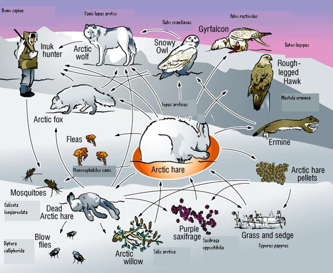 All Animals In Tundra Biome